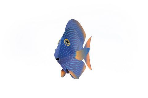 Surgeonfish - Fish 3D Paper Figure