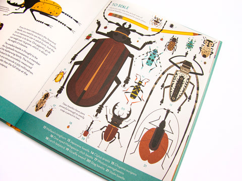 Bonkers About Beetles