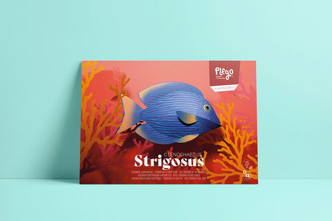 Surgeonfish - Fish 3D Paper Figure